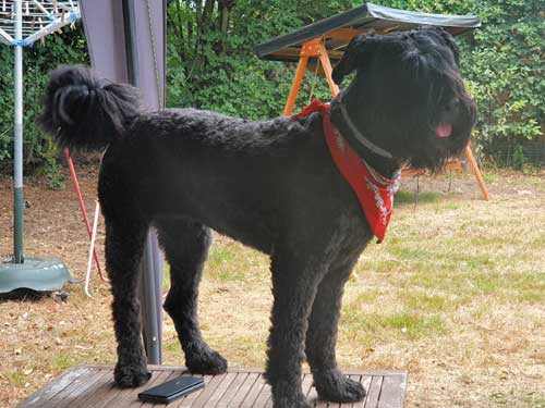 Bouvier LARISSA FIDELIA v CAYA'S HOME